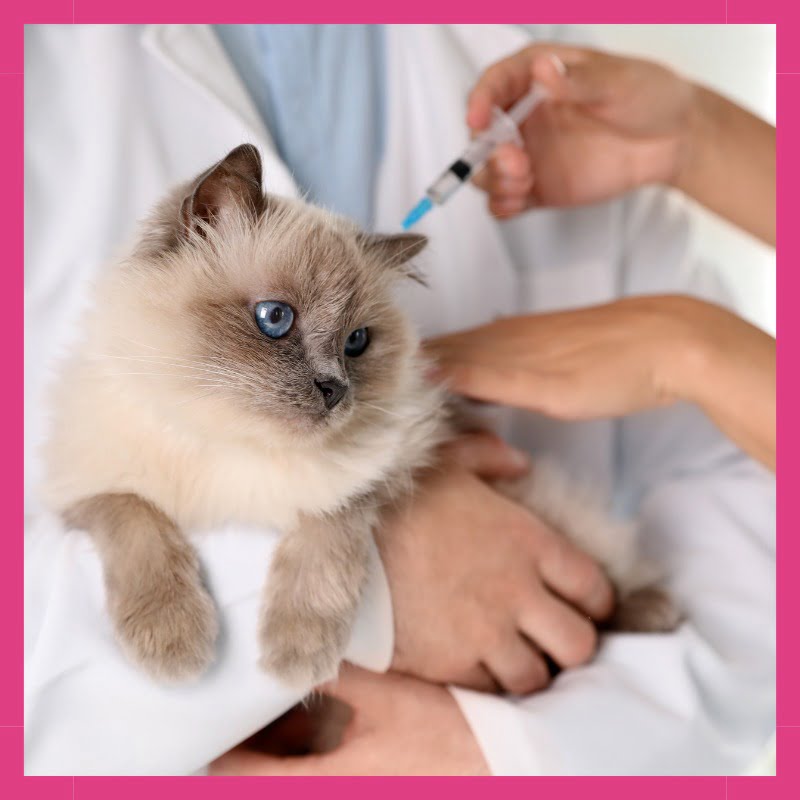 Gato saludable y feliz.