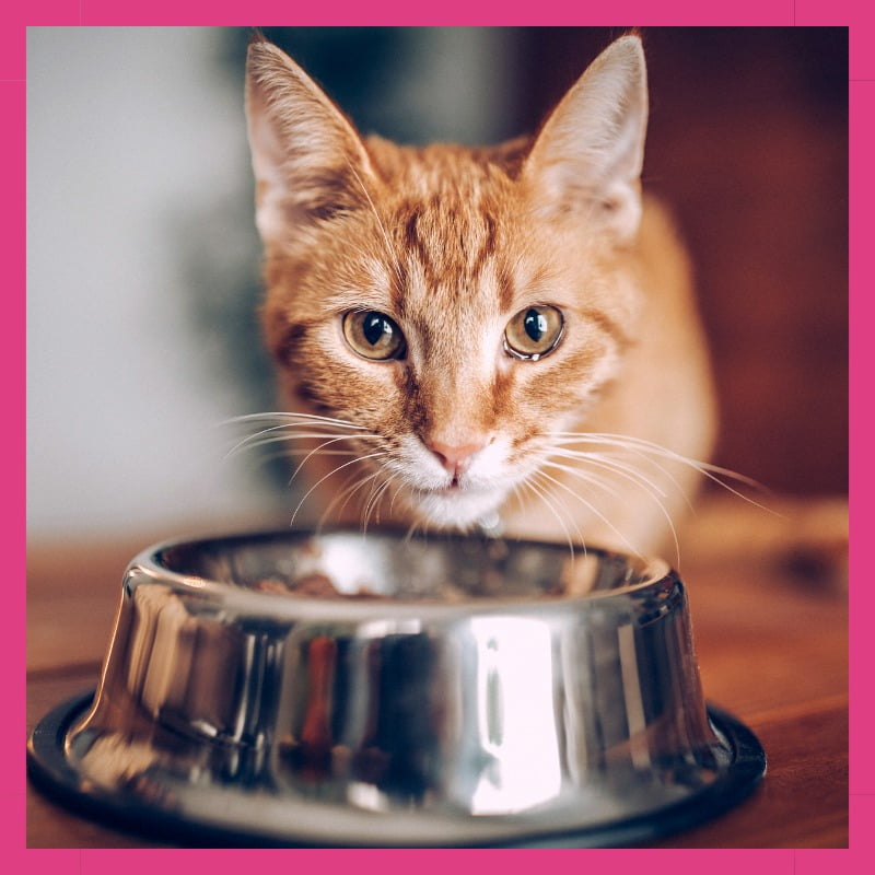 Gato comiendo comida balanceada.