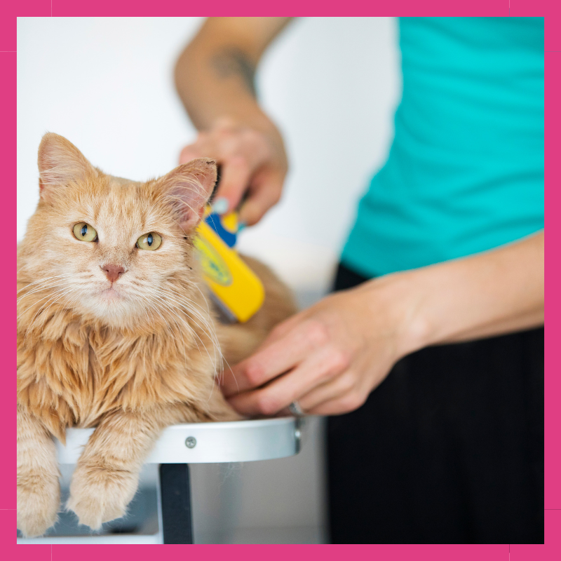 Gato siendo cepillado para mantener su pelaje sano.