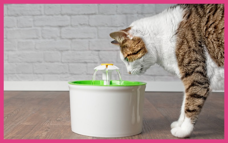 Gato hidratándose durante el verano con agua fresca