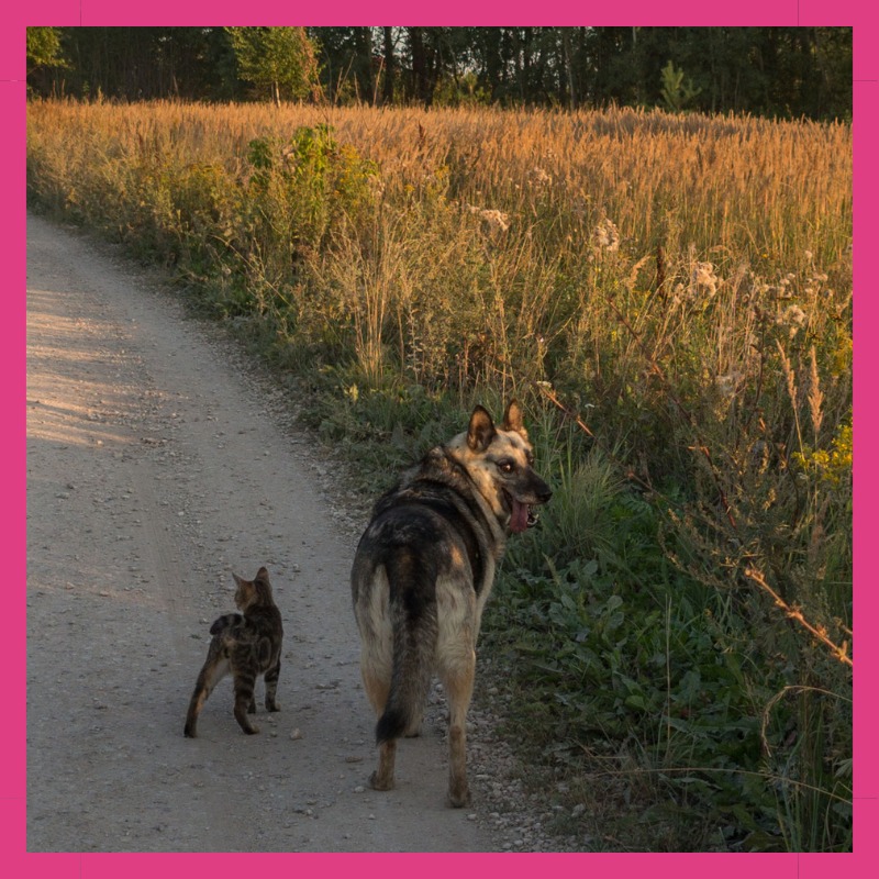 perro y gato paseando juntos