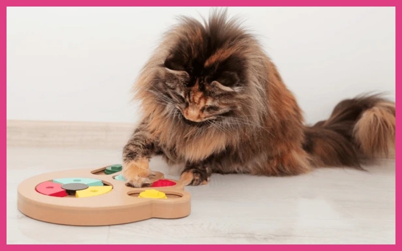 Gato jugando con un puzzle interactivo.