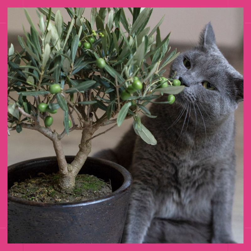 Gato con planta segura en casa.