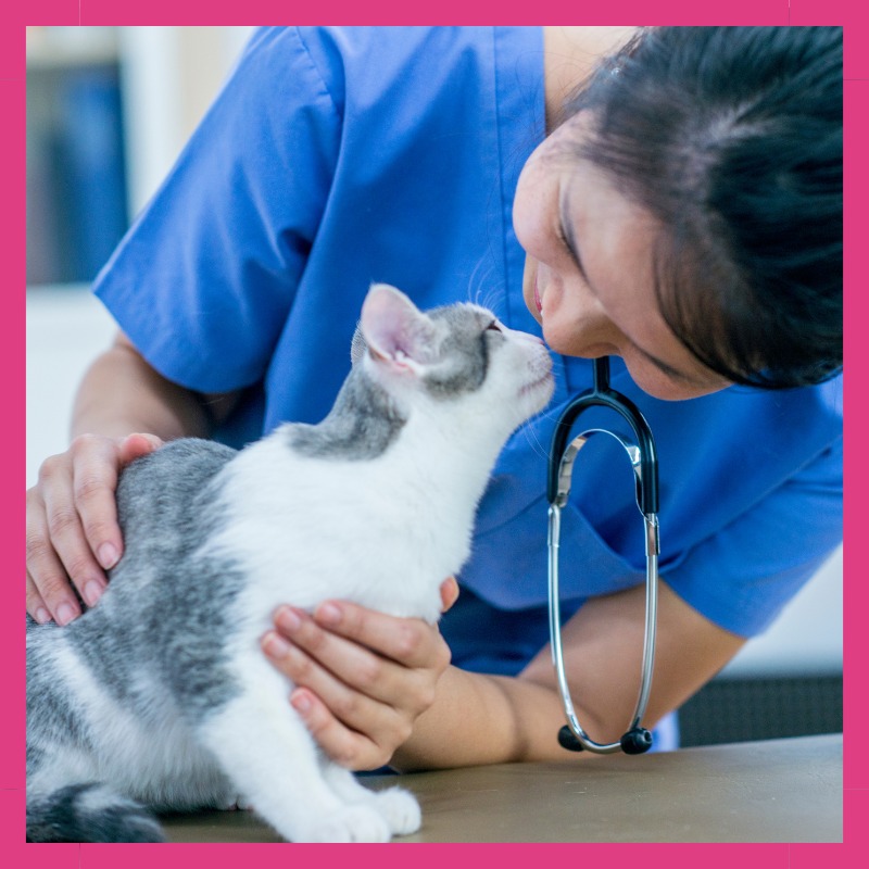 Veterinario acariciando a un gato durante la consulta.